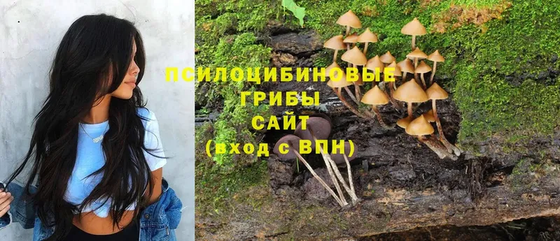 Псилоцибиновые грибы Cubensis  Заволжск 